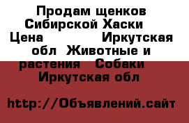 Продам щенков Сибирской Хаски  › Цена ­ 10 000 - Иркутская обл. Животные и растения » Собаки   . Иркутская обл.